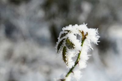 Close-up of frozen plant january 2016 