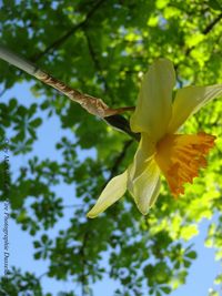 Close-up of yellow flowering plant