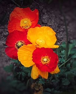 Close-up of fresh yellow poppy flowers