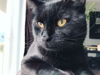 Close-up portrait of a cat