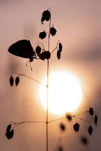 Low angle view of silhouette plant against sky during sunset