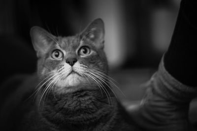 Close-up portrait of tabby cat at home