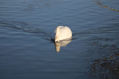High angle view of white swan drinking water