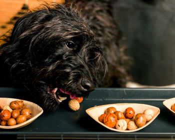 Close-up of dog eating food