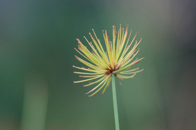 Close-up of flower against blurred background