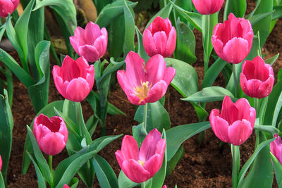 Close-up of pink flowers