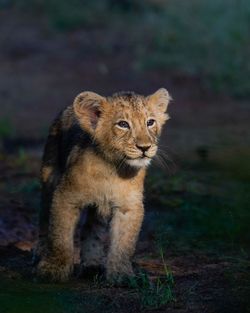 Lion cub from gir