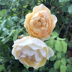Close-up of rose flower