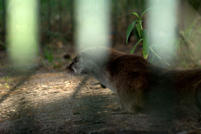 Cat looking away