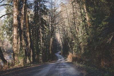 Road amidst trees in forest