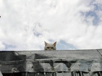 Low angle view of a cat against the wall