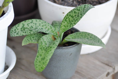 High angle view of potted plant on table