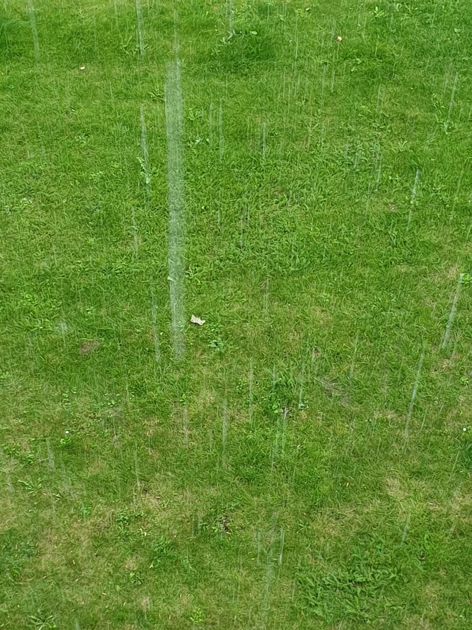 FULL FRAME SHOT OF GREEN GRASS