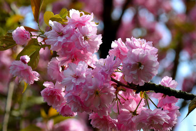 Close-up of pink cherry blossoms in spring