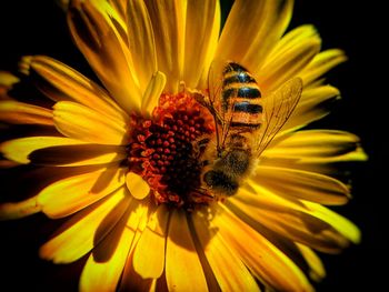 Close-up of honey bee on yellow flower