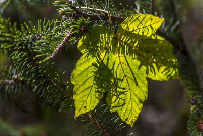 Close-up of leaves on tree