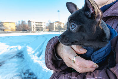 Close-up of dog looking away