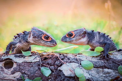 Close-up of lizard