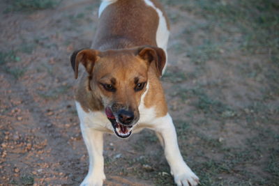 Portrait of dog