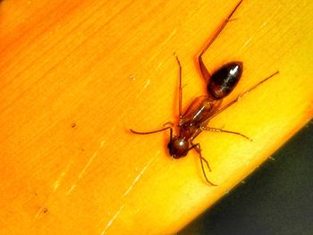 Close-up of spider on wood