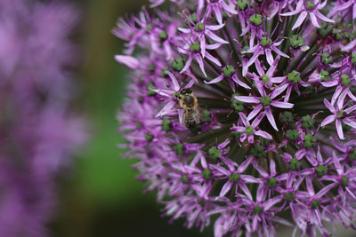 Close-up of bee pollinating flower