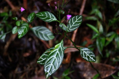 Close-up of leaves on plant