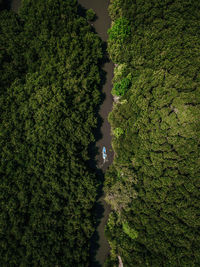 High angle view of trees growing in forest