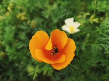 Close-up of bee pollinating on flower