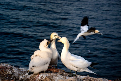 Close-up of seagull flying over lake