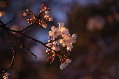 Close-up of cherry blossoms on tree