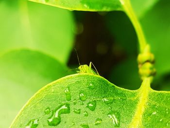 Close-up of green insect on leaf