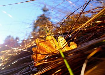 Low angle view of plant against sky
