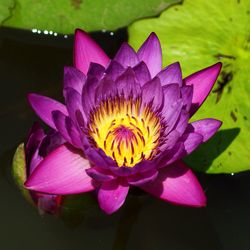 Close-up of pink flower