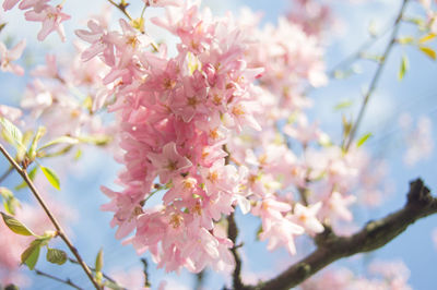 Low angle view of cherry blossom tree