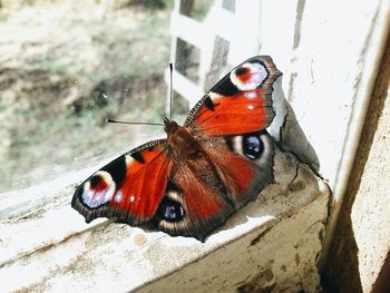 Close-up of butterfly