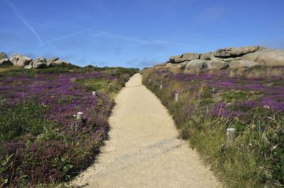 Scenic view of purple flowering plants on land against sky