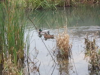 Bird on grass by lake