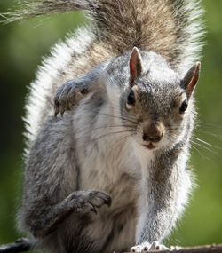 Close-up portrait of squirrel