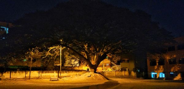 Illuminated trees at night