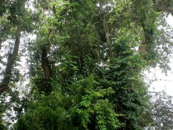 Low angle view of trees in forest