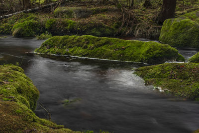 Stream flowing through rocks in forest