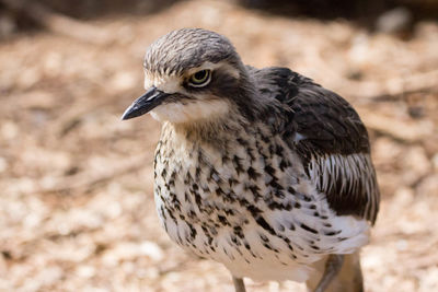 Close-up of bird