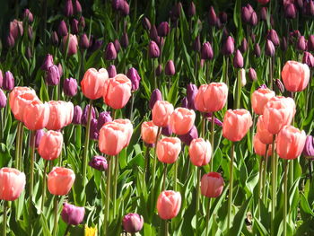 Close-up of pink tulips on field