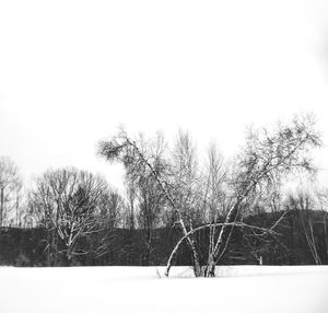 Trees on snow against clear sky