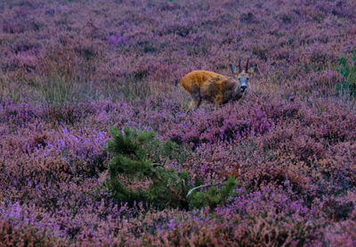 Butterfly on purple flower
