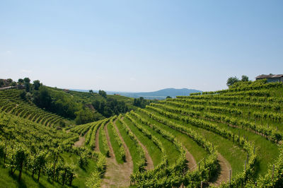 Scenic view of agricultural field against clear sky