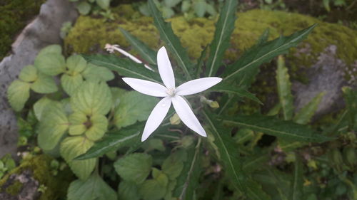 Close-up of white flowering plant