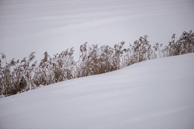 Snow covered land and plants against sky, winter minimalism, snowy background, white field