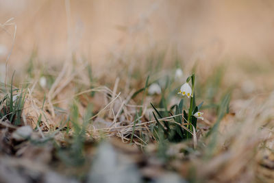 Close-up of flowering plant on land