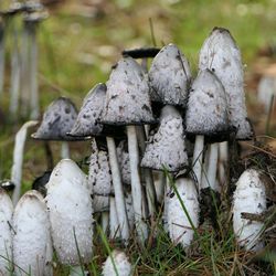 Close-up of mushrooms growing on field